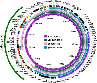 Genomic characterization of tigecycline-resistant Escherichia coli and Klebsiella pneumoniae isolates from hospital sewage